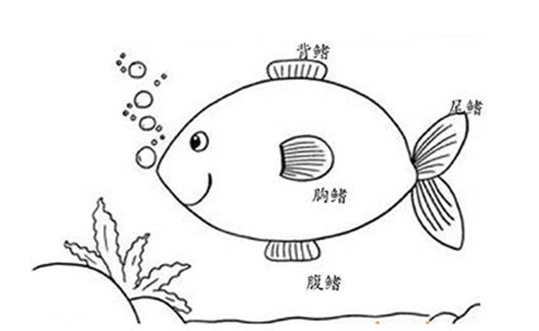 支付宝鱼类靠什么来平衡身体